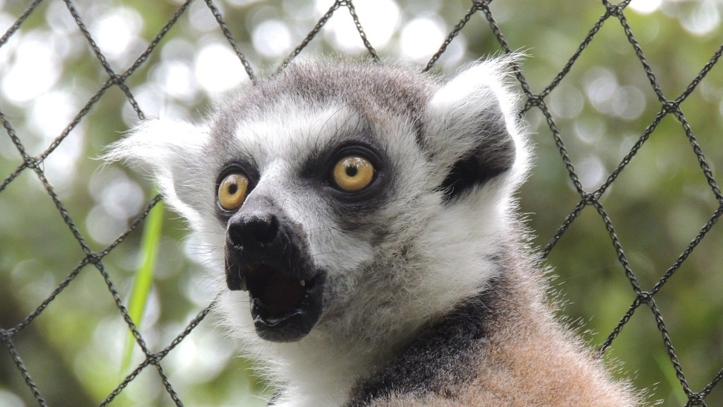 ما هي أخطر الحيوانات في مدغشقر