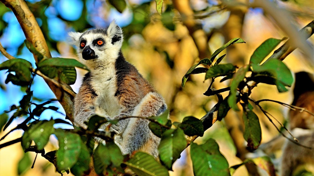 ما هي التضاريس في مدغشقر